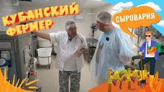 Отечественные маасдам, пармезан, чеддер и другие сыры как бизнес. Сыроварня в Краснодарском крае