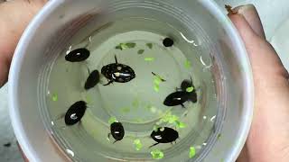 Unboxing Aquatic and Beetles from @bugsincyberspace ! by Aquarimax Pets 2,213 views 6 months ago 21 minutes