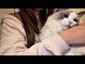 First ASMR Video Feat. Cats!