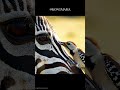 Gentle Cleaners of the Savanna: How a Tiny Bird Helps a Zebra Thrive #zebra  #oxpecker