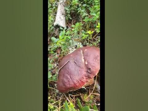 Лесные братья 😎 - YouTube