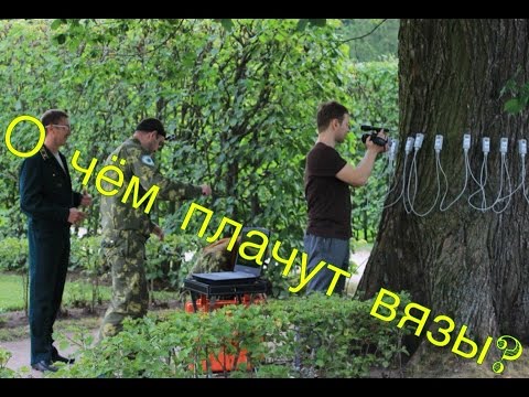 Вопрос: Какие бывают вязы?