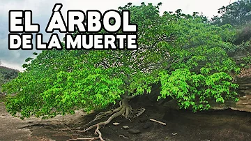 ¿Dónde crece el árbol de la muerte?