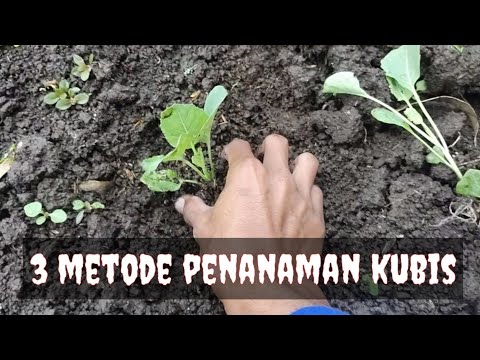 Video: Kubis Yang Berbeza