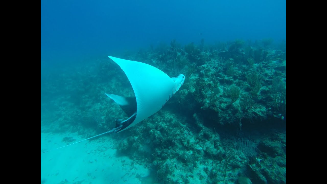 Manta Ray, Antigua, December 23, 2013 - GoPro