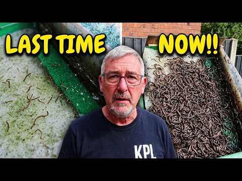 **Koi Filter Worms Are BACK… And WORSE Than Before! 😱 Can You Help Me?**
