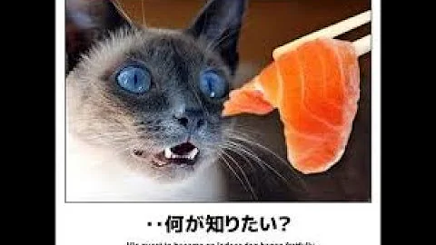 Download 猫 笑える 画像 Mp4 Mp3