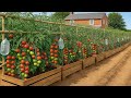 Insane Tomatoes Grow Boost Using This Zero-Cost Home Formula