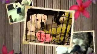 Florida Boxer Rescue Snow white