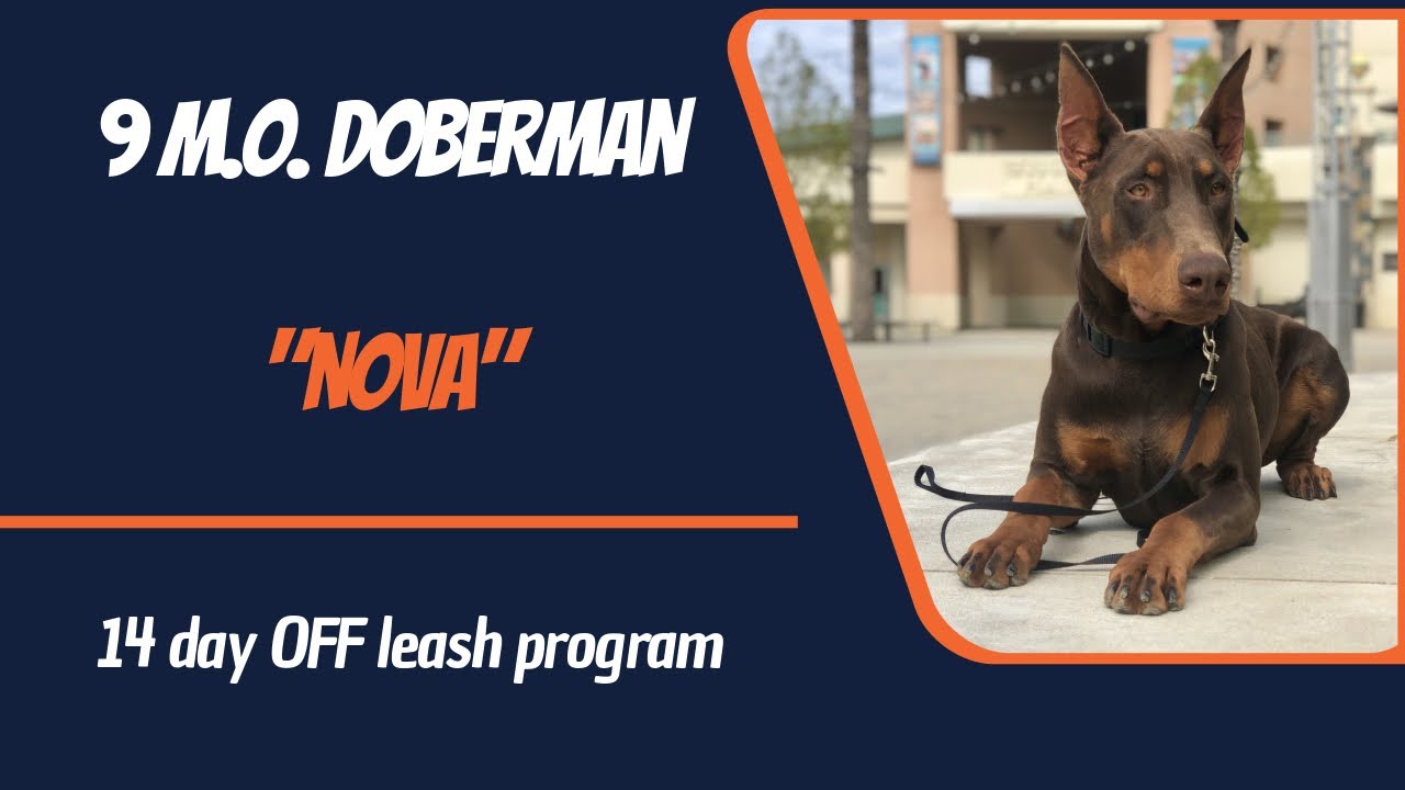 DOBERMAN / DOG TRAINING