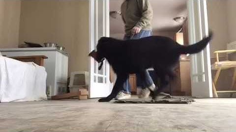 Working a soft dog before you start the force fetch