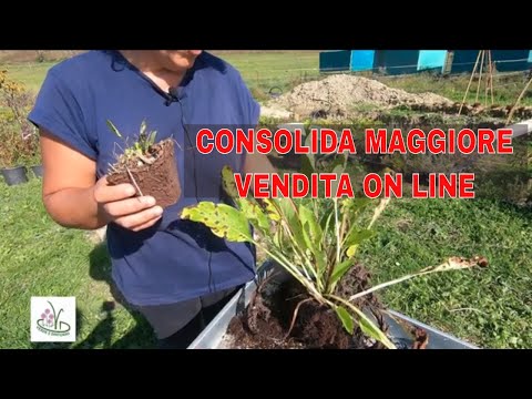 Video: Consolida Medicinale