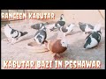 Colourful pigeons  rangeen kabutar  kabutar bazi in peshawar pakistan  amazingbirdsandanimals