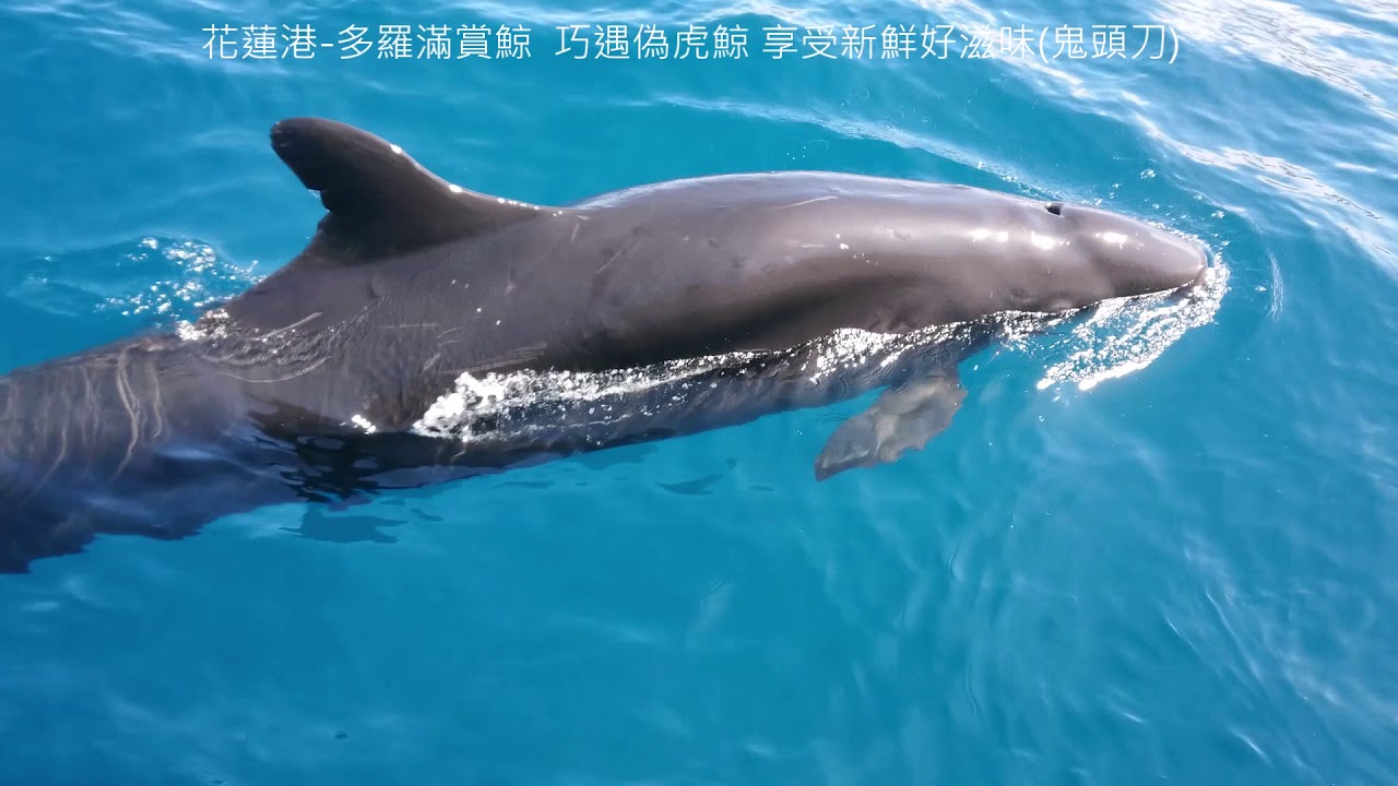 直擊偽虎鯨大快朵頤鬼頭刀18 06 28海上實況多羅滿賞鯨 Youtube