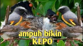pikat super ampuh anakan burung kutilang bikin kepo sehutan
