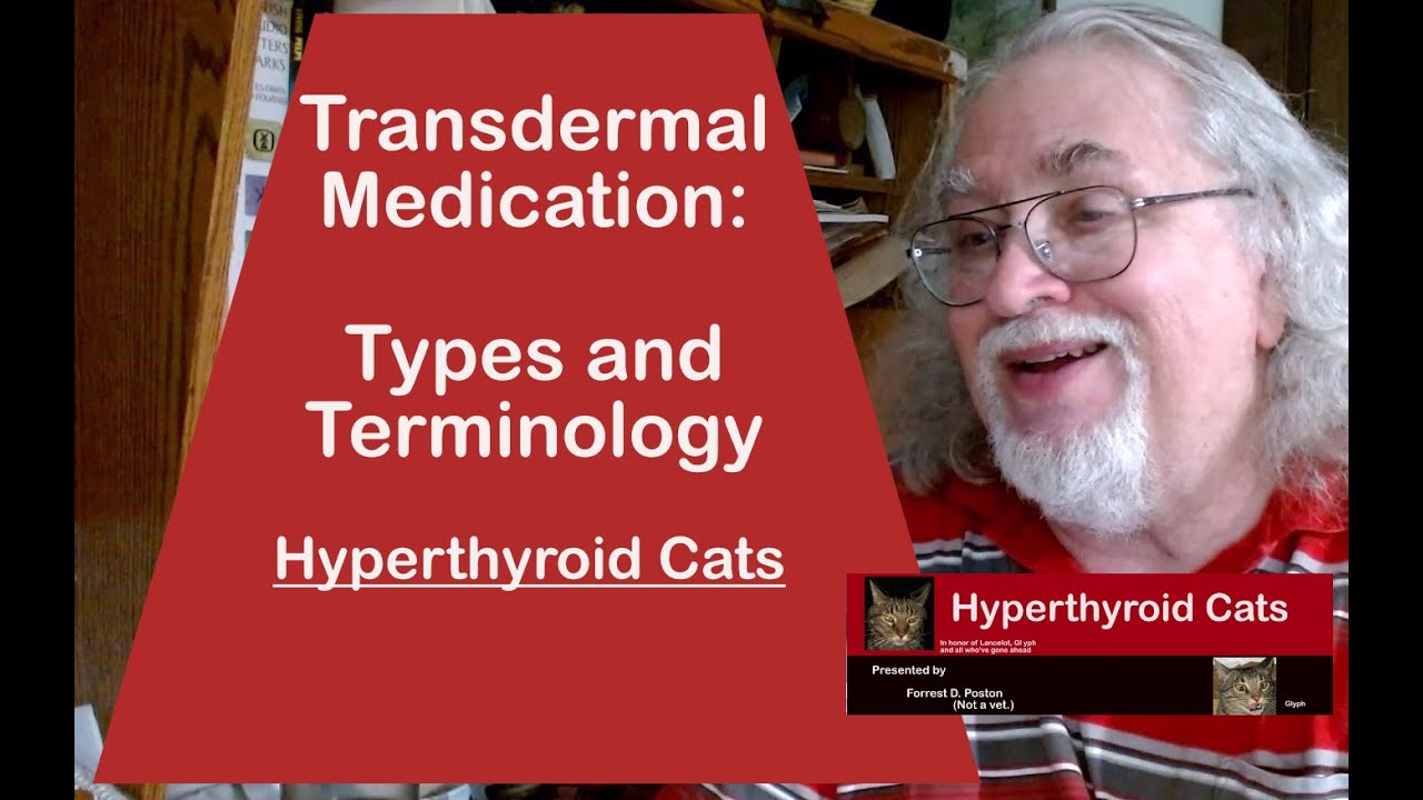 Hyperthyroid Cats: Transdermal Types Best and Worst Plus Learning the ...