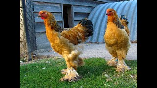 Big brahma rooster ( brahma farm Belgium - young buff brahma roosters )