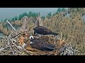 2023-05-18 Dad feeds mom while she is sitting on eggs | Boulder County Osprey Cam