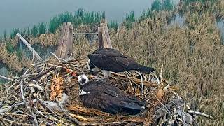 2023-05-18 Dad feeds mom while she is sitting on eggs | Boulder County Osprey Cam