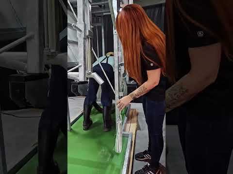 Jacob Learns How To Trim A Cow DontTellTheBishop AmishGoneWild 