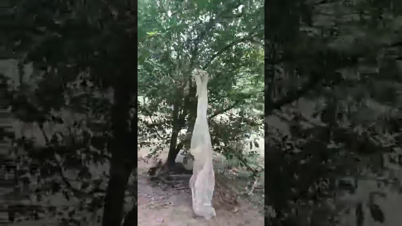 Cosmovision astrofotografia en uno de los cielos nocturnos más hermosos de Panamá. Bortle 3.