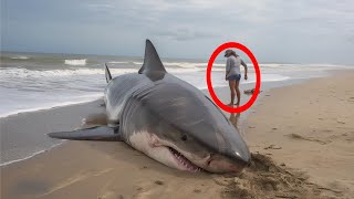 Woman Finds a Great White Shark Washed Up in North Carolina, Then She Sees a Secret Inside Its Belly