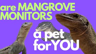 MANGROVE MONITOR CARE! how to set up a Baby Mangrove monitor in 2023!