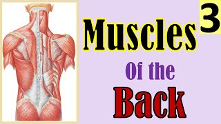 15. Muscles of Back || #Back_Anatomy Overview (3/4) || نظرة عامة على تشريح الظهر || [A2] || [16/24]