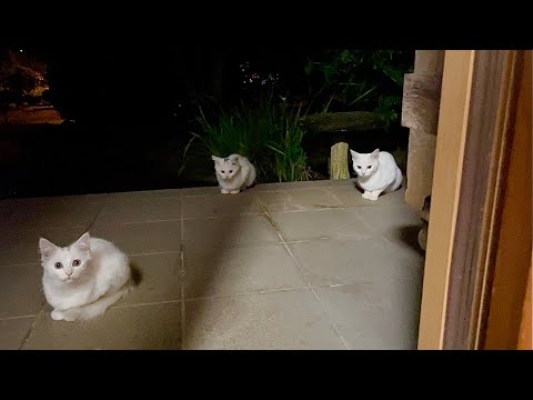 満足するまで帰らない野良猫の親子が可愛い