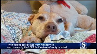 Adopted Dog In Monterey Confied From Michael Vick Has Died
