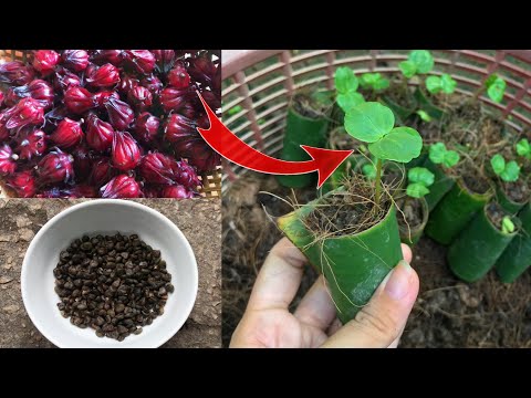 Video: Trồng cây Roselle: Tìm hiểu về Công dụng và Lợi ích của Cây Roselle