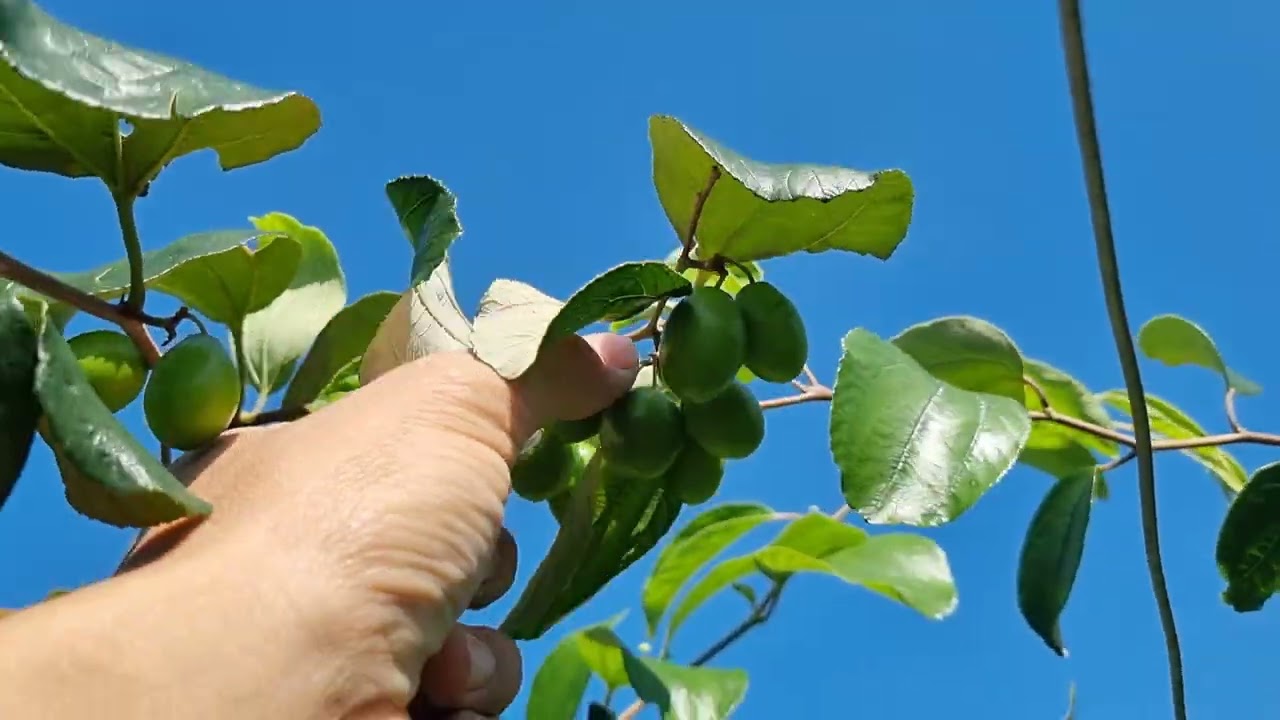 Bón Phân Tưới Nước Đều Cho Vườn Táo Đài Loan Có Đủ Các Loại size Quả. 