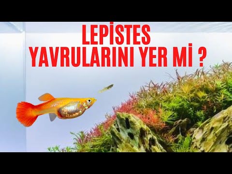 Lepistes Yavrularını Yer mi?!! (Lepistes Yavruları Neden Ölür Lepistes Yavrularını Neden Yer)