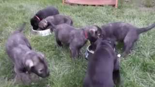Irish wolfhound puppies ...