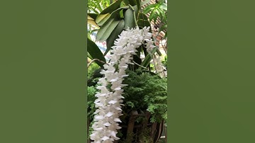 Lan Đuôi Cáo Phân Nhánh #duoicaophannhanh #thienduongnganhoa