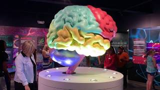 "A Journey Through the Human Brain"