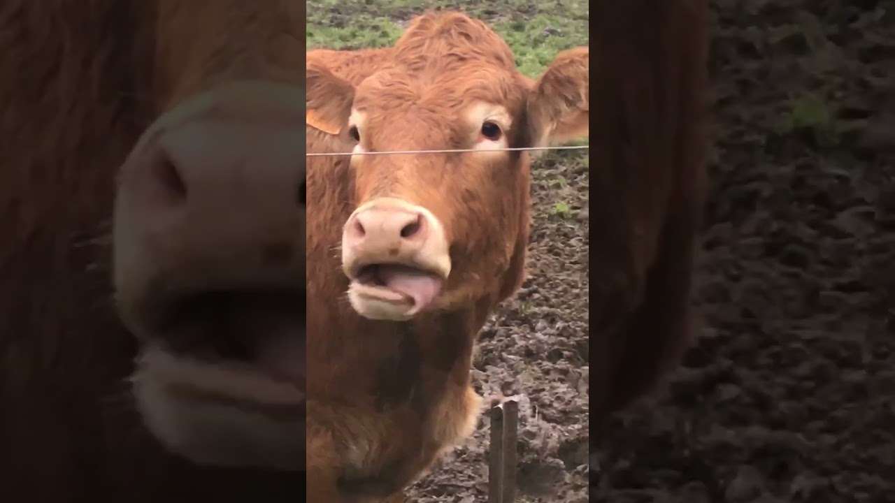 Guy Mimics Cow's Tongue Movements
