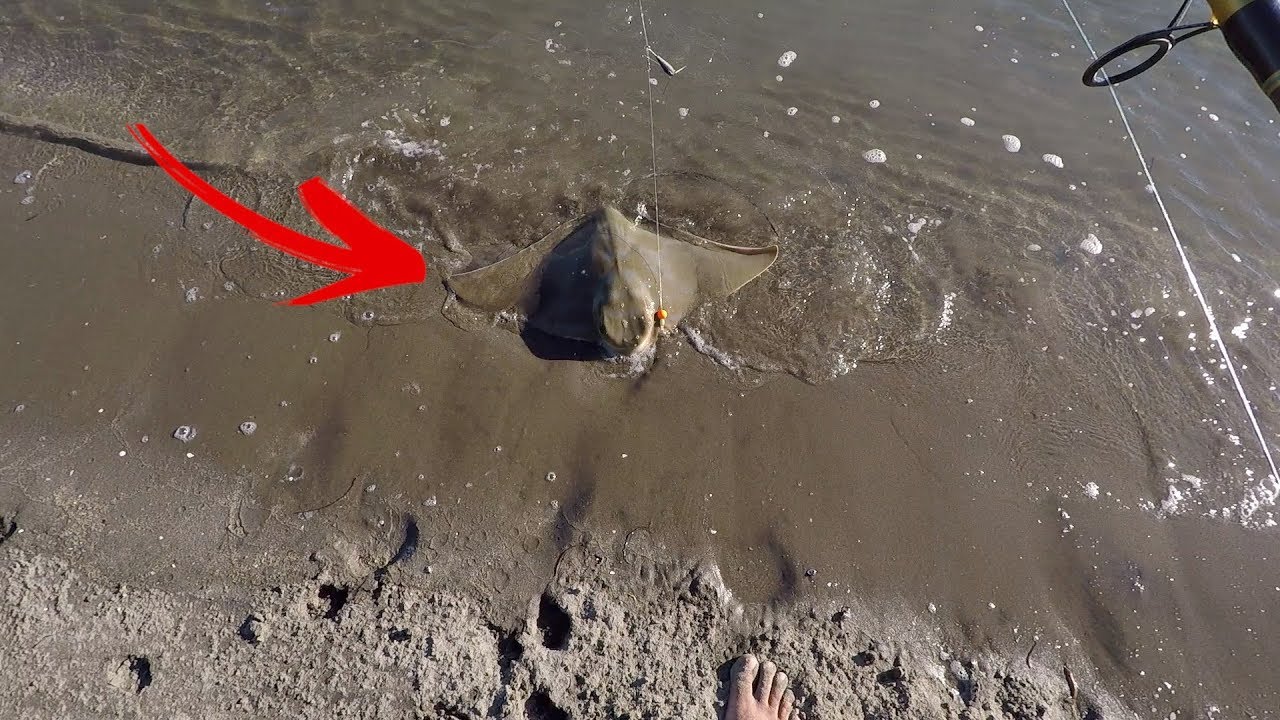 An Afternoon Fish in the Harbour & I Caught a Eagle Ray!! vlogs in spanish
