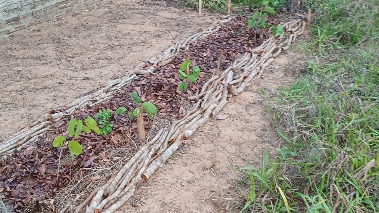Série Agroflorestando no Quintal: expandindo a linha de árvores (ep 02)