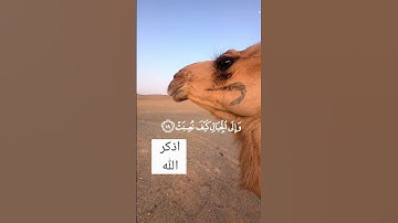 {أفلا ينظرون إلى الإبل كيف خلقت} [الغاشية_17]- عبدالرحمن مسعد - القرآن الكريم تحميل و استماع😌🎧
