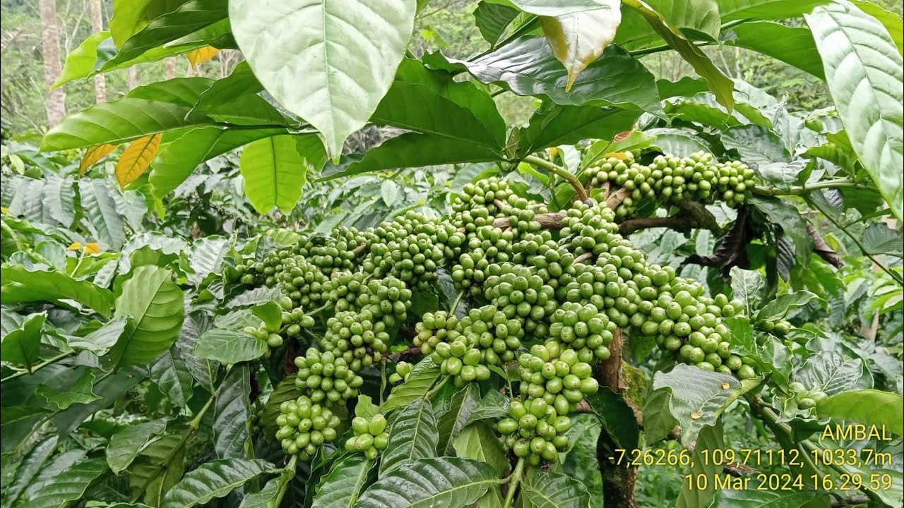 Terkini keadaan kebun multi klon||