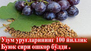 Шок Янгилик Узум Данакларининг 100 Йили Сири Очилди