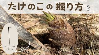 タケノコの掘り方 Youtube