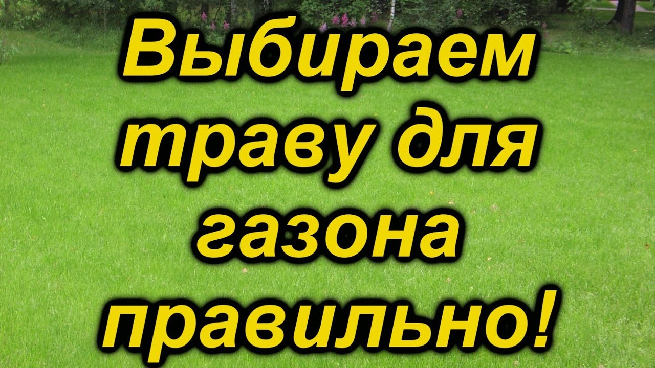 Газонная трава-правильный выбор.