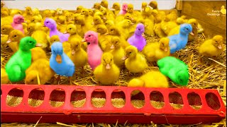 Best mix of funny ducklings, ducks