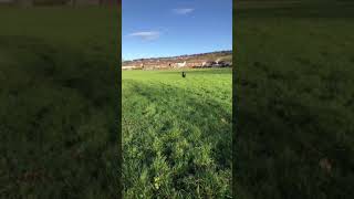 Staffy Slo-Mo Running