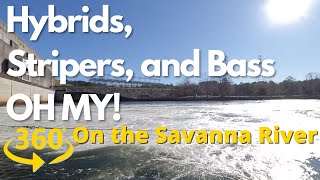 360/VR  Savannah River  Hybrids, Stripers and Bass OH MY