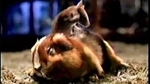 Complete collection of Carl & Ray Blockbuster vide...