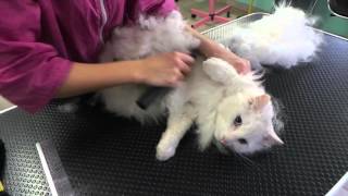 Toilettage d'un chat à poil long en coupe nounours au salon de toilettage Aux Pat'De Velours