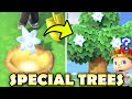 How to Plant Fruit Tree  Animal Crossing New Horizon